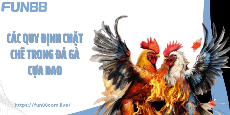 Các quy định chặt chẽ trong đá gà cựa dao