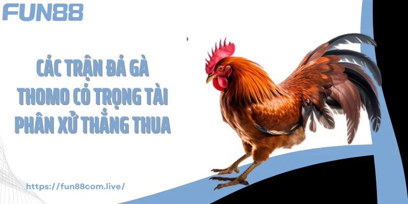 Các trận đá gà thomo có trọng tài phân xử thắng thua