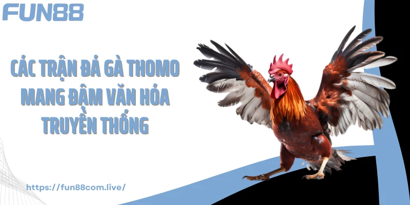 Các trận đá gà thomo mang đậm văn hóa truyền thống