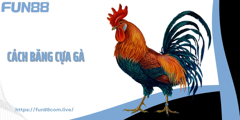 Cách Băng Cựa Gà - Bí Quyết Giúp Chiến Kê Ra Đòn Chuẩn