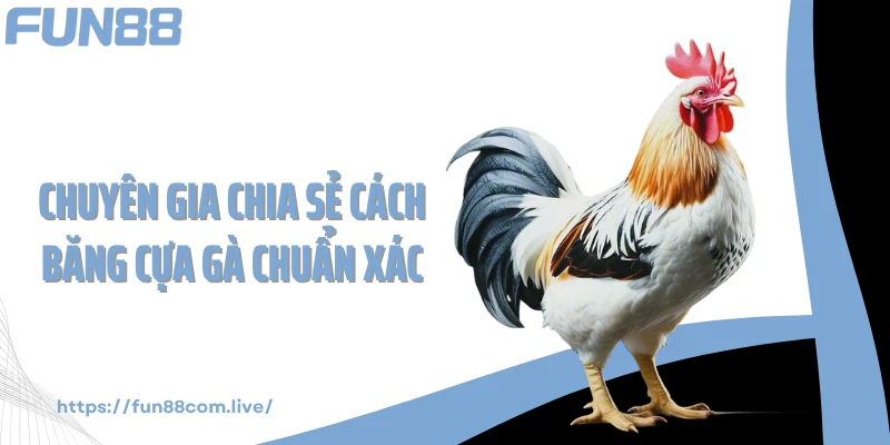 Chuyên gia chia sẻ cách băng cựa gà chuẩn xác