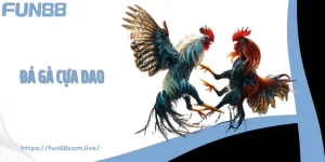 Đá Gà Cựa Dao - Tốc Độ Tạo Nên “Vũ Điệu Thép” Trên Sới Đấu