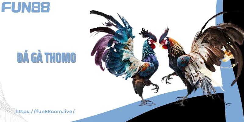 Đá Gà Thomo - Sức Nóng Từ Từng Cú Vỗ Cánh Ngoạn Mục