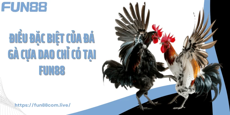 Điều đặc biệt của đá cựa dao chỉ có tại Fun88