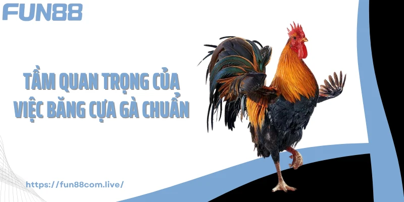 Tầm quan trọng của việc băng cựa gà chuẩn